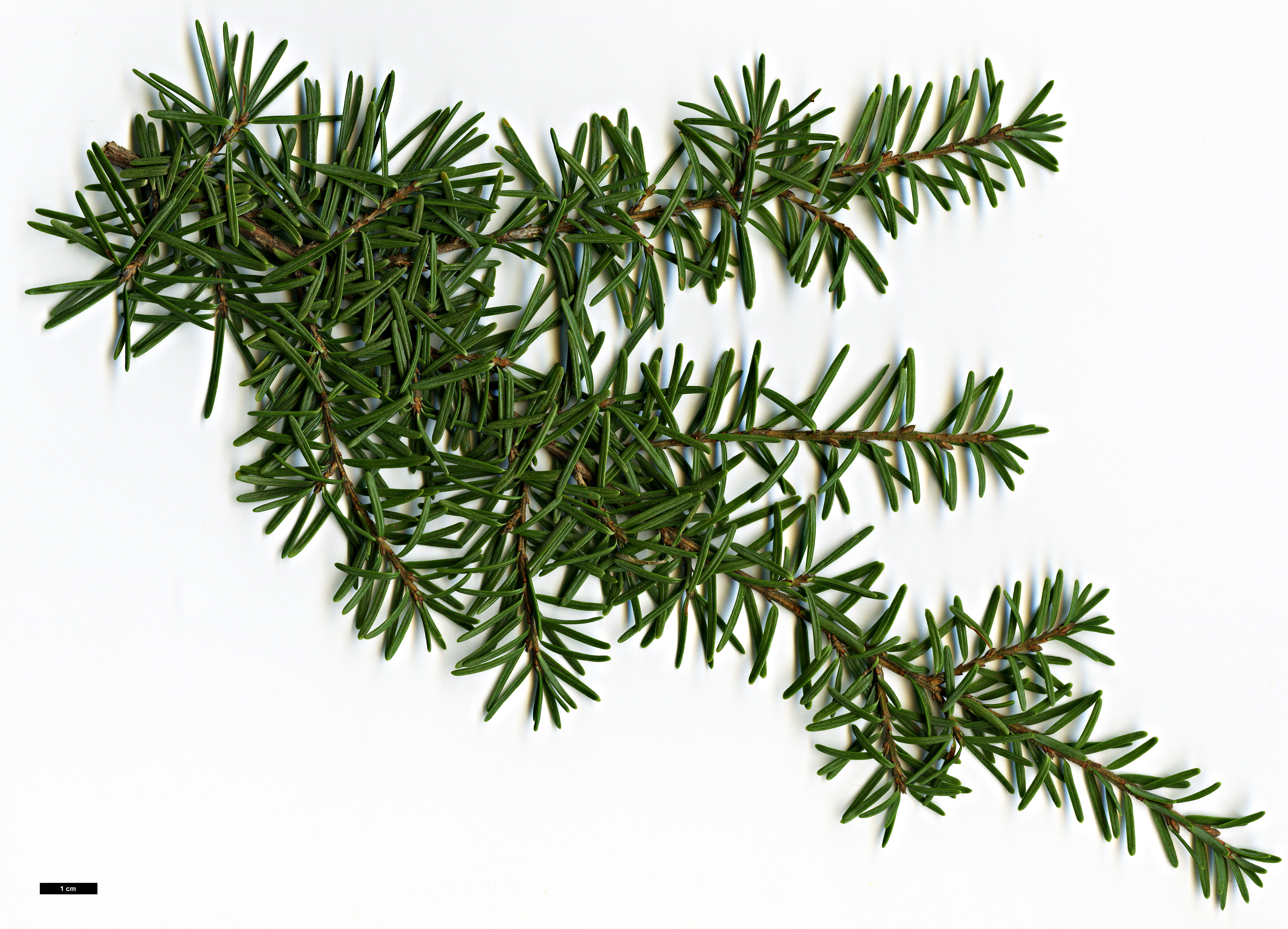 High resolution image: Family: Pinaceae - Genus: Tsuga - Taxon: mertensiana - SpeciesSub: var. jeffreyi High resolution image: Family: Pinaceae - Genus: Tsuga - Taxon: mertensiana - SpeciesSub: var. jeffreyi